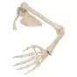 Arm Skeleton with scapula and clavicle, left A46L