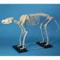 Dog skeleton big Erler Zimmer