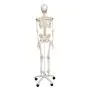Flexible Human Skeleton Fred, with wire mounted feet and hand A15