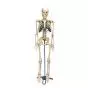 Desktop Skeleton W33000