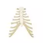 Sternum with rib cartilage A69