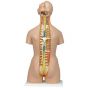 Deluxe Dual-Sex Torso with Open Back, 28 parts B35