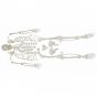Disassembled human skeleton model - Mediprem