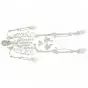 Disassembled human skeleton model - Mediprem