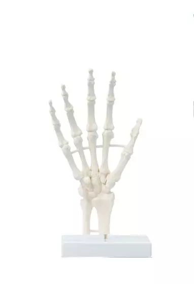 Hand skeleton, block model Erler Zimmer