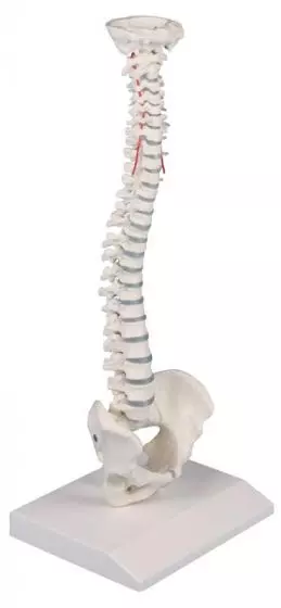 Miniature spinal column Erler Zimmer