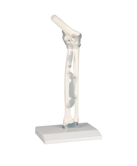 Elbow joint with ligaments Erler Zimmer