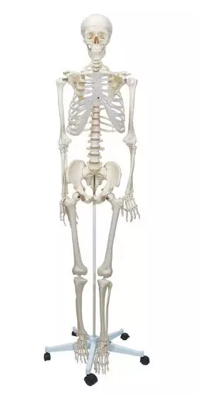 180 cm Human Anatomical Skeleton Model - Mediprem