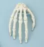 Skeleton of hand model without stand Erler Zimmer  