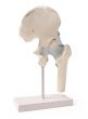 Hip joint with ligaments model Erler Zimmer