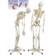 Flexible Human Skeleton Fred,  A15/2