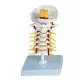 Cervical Spinal Column A72