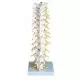 Thoracic Spinal Column A73