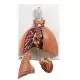 Lung Model with larynx, 5 part VC243