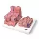 3B MICROanatomy™ Liver K24