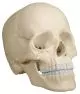 Osteopathic skull model 22 parts anatomical version R4701 Erler Zimmer