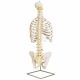 Classic Flexible Spine with ribs A56