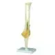 Functional Elbow Joint A83