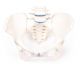 Female pelvis with sacrum and 2 lumbar vertebrae Erler Zimmer