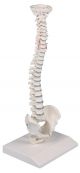 Miniature spinal column Erler Zimmer
