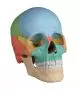 Osteopathic skull model, 22 parts didactical version R 4708 Erler Zimmer