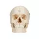 BONElike™ Human Bony Skull, 6 part A281