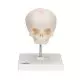 Fetal Skull model, natural cast, 30th week of pregnancy, on stand A26