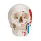 Classic Human Skull, A23