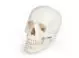 3-part human skull model - Mediprem 