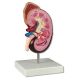 Kidney model, 1.5x life size Erler Zimmer