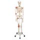 Human Ligament Skeleton, Leo, on 5 star stand A12