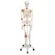 Human Ligament Skeleton, Leo, on 5 star stand A12