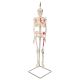 Mini Human Skeleton - Shorty - with painted muscles and hanging stand A18/6