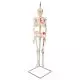 Mini Human Skeleton - Shorty - with painted muscles and hanging stand A18/6