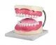Oral hygiene model 3x life size Erler Zimmer