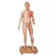 Model of caucasian bisexual human body, Life size, 39-part  B53