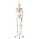 MAX, Human Skeleton Model, on 5 star roller stand A11/1