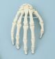 Skeleton of hand model without stand Erler Zimmer  