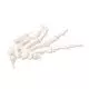 Squelette de la main sur fil de nylon, droit A40/2R