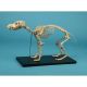 Dog Skeleton model Erler Zimmer