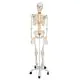 Flexible Human Skeleton Fred, with wire mounted feet and hand A15