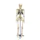 Desktop Skeleton W33000