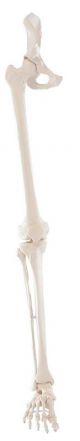 Skeleton of leg with half pelvis Erler Zimmer