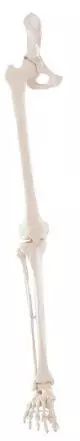 Skeleton of leg with half pelvis Erler Zimmer