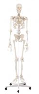 Human Skeleton Willi, standard with a 5 wheels mounted stand Erler Zimmer