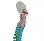 Mediprem Didactic Spine Model with Flexible Pelvis
