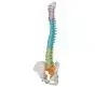 Mediprem Didactic Spine Model with Flexible Pelvis
