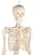 Miniature Skeleton model Patrick - Erler Zimmer