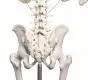 Human Skeleton Willi, standard with a 5 wheels mounted stand Erler Zimmer