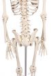 Miniature Skeleton model Patrick - Erler Zimmer
